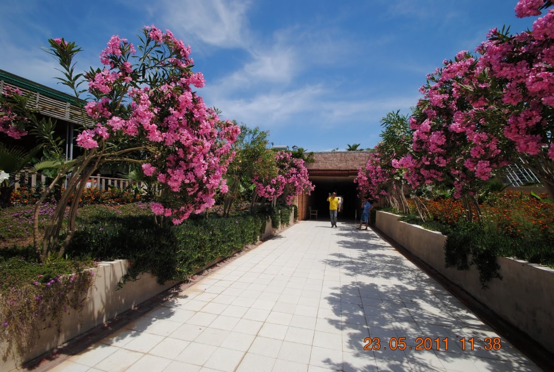 imagini hotel AMELIA BEACH RESORT SIDE